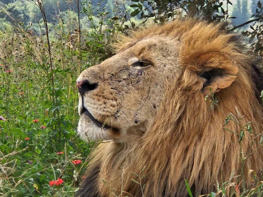 Private Rhino and Lion Park, Cradle Caves or Maropeng Museum - Maropeng Museum: a clear introduction to human origins