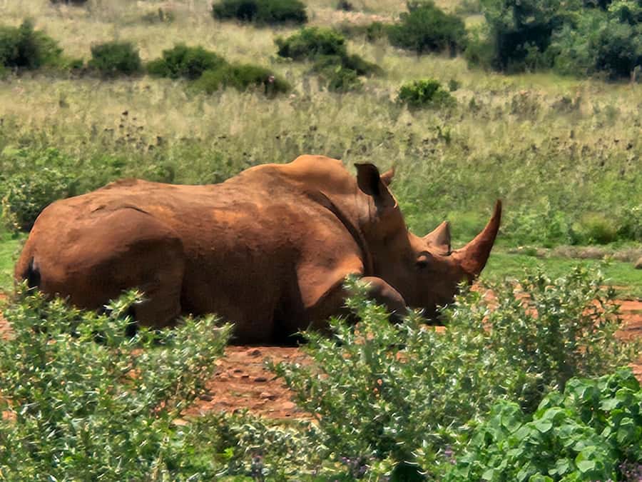 Private Rhino and Lion Park, Cradle Caves or Maropeng Museum - The drive is part of the day