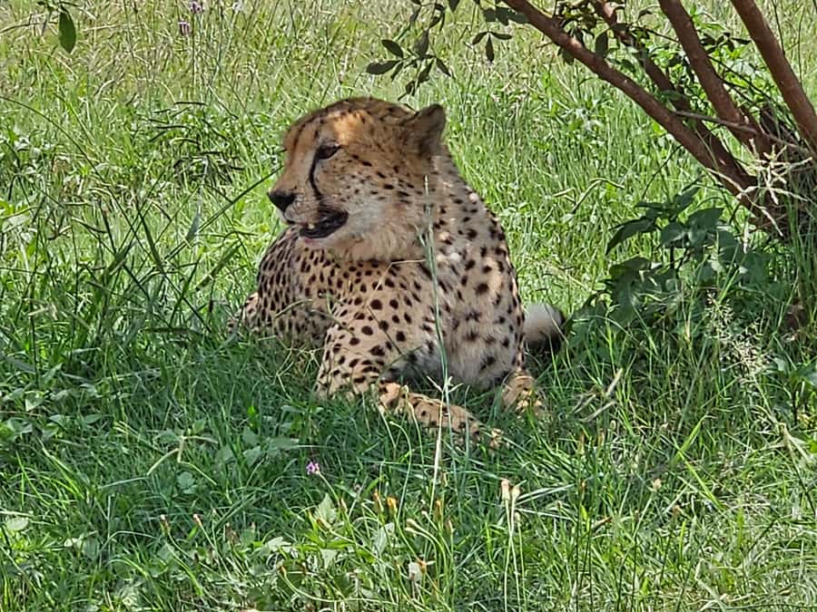 Private Rhino and Lion Park, Cradle Caves or Maropeng Museum - Should you book the Rhino and Lion Park and Cradle of Humankind tour?