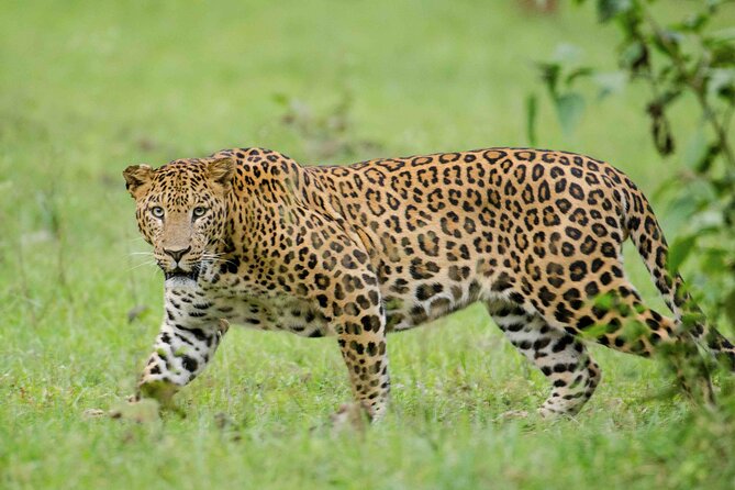 Private Safari and Wildlife Tour in Hluhluwe - The guided drive through hills, savannah, and river forest