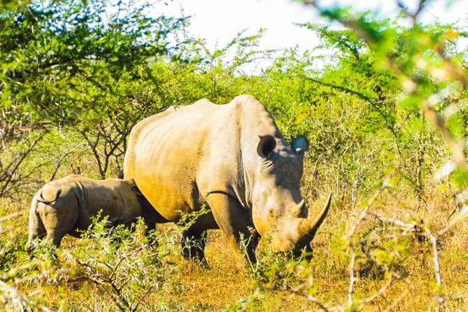 Private Safari and Wildlife Tour in Hluhluwe - The Big Five, with realistic expectations
