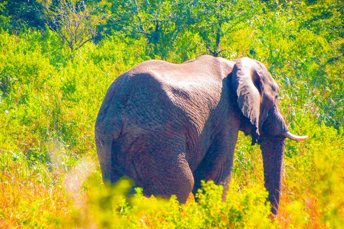 Private Safari and Wildlife Tour in Hluhluwe - Birdwatching adds another layer