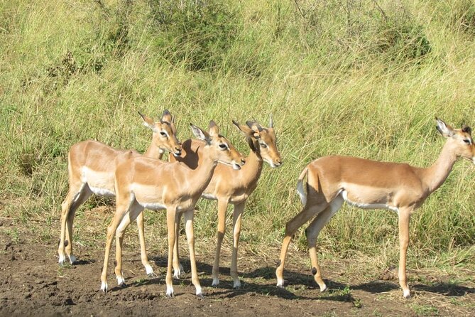 Private Safari and Wildlife Tour in Hluhluwe - Why the private format matters