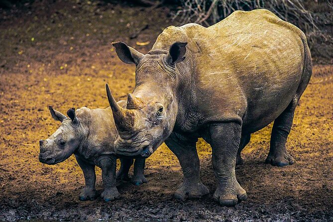 Private Safari and Wildlife Tour in Hluhluwe - Pickup deserves careful checking