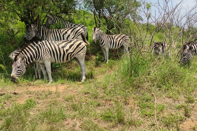 Private Safari and Wildlife Tour in Hluhluwe - Is the $196.56 price good value?