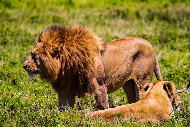 Private Safari and Wildlife Tour in Hluhluwe - What the seven-hour day really includes