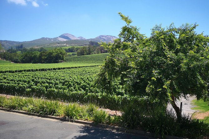 Private Stellenbosch, Franschhoek Paarl Wine Tour from Cape Town - Stellenbosch offers the best town walk