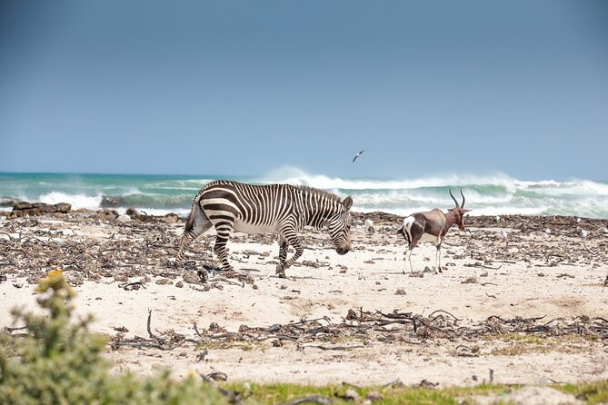 Private Table Mountain Penguins & Cape Point Tour from Cape Town - Boulders Beach brings you close to African penguins