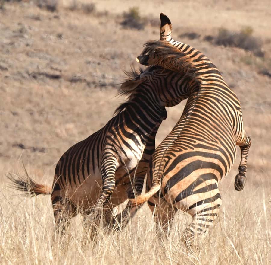 Private Tour: Big 5 Safari, Experience the wild animals - The long road from Cape Town to Aquila