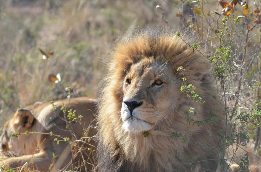 Private Tour: Big 5 Safari, Experience the wild animals - The private driver makes the day easier