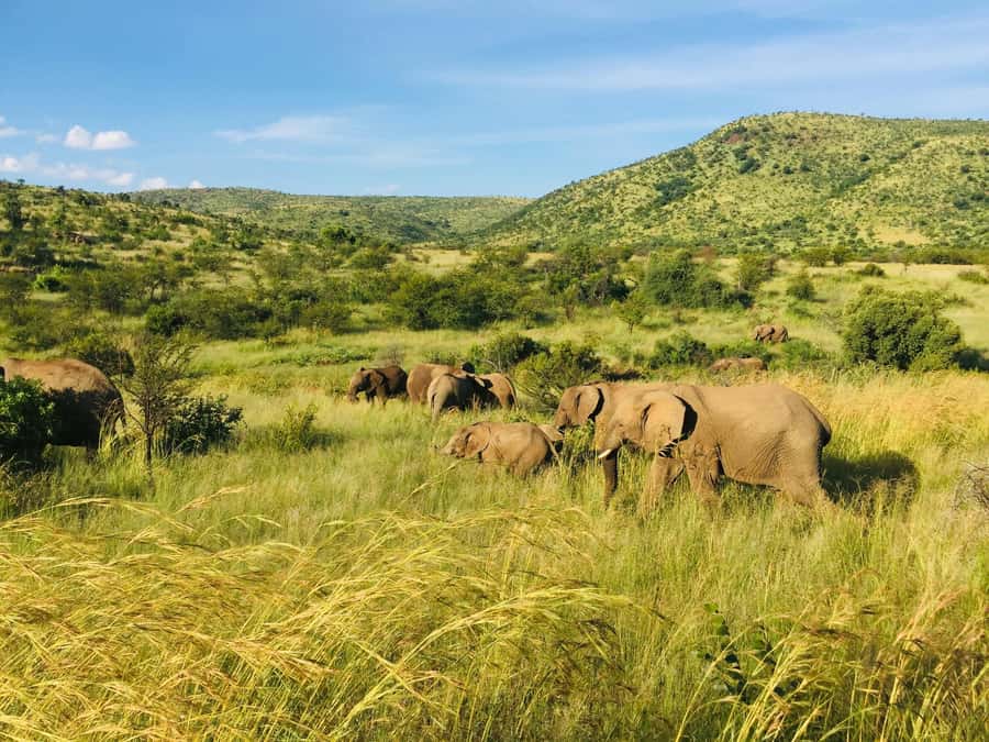 Private Tour: Big 5 Safari, Experience the wild animals - Is the $345 price fair?