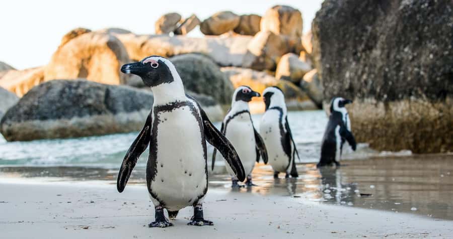 Private Tour:Cape of Good Hop>Chapman’s >Penguin>Seal island - Camps Bay and Maiden’s Cove bring the big coastal views
