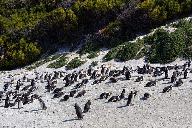 Private Tour: Cape of Good Hope and Boulders Beach Penguin Tour - Cape of Good Hope Nature Reserve: The Main Event