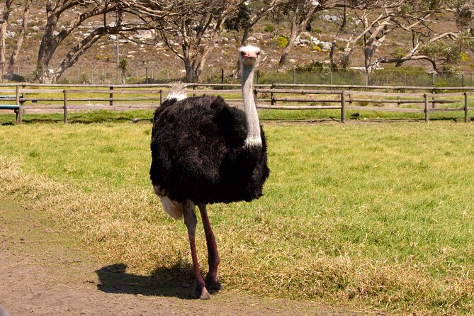 Private Tour: Cape of Good Hope and Boulders Beach Penguin Tour - Groot Constantia and the Wine Tasting Question