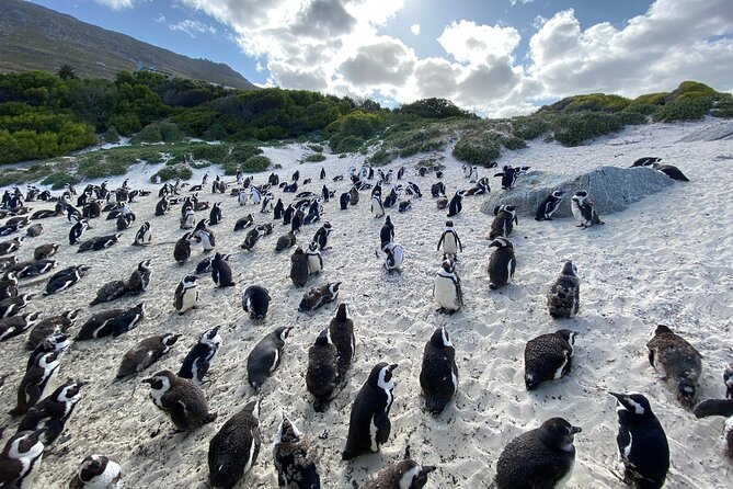 Private Tour: Cape of Good Hope, Cape point and Boulders Beach - Bo-Kaap: a colorful start in central Cape Town