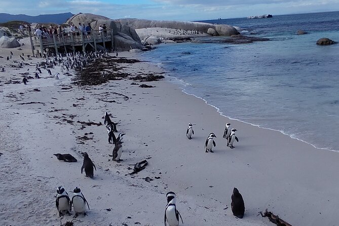 Private Tour : Cape of Good Hope,Penguin Colony& Muizenberg Beach - Hout Bay offers a choice, not just a photo stop