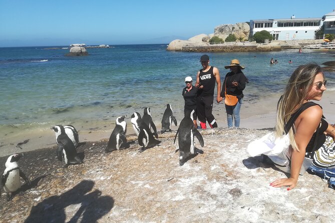 Private Tour : Cape of Good Hope,Penguin Colony& Muizenberg Beach - Chapman’s Peak is the road-trip highlight