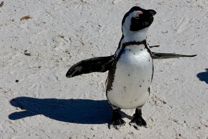 Private Tour : Cape of Good Hope,Penguin Colony& Muizenberg Beach - The ostrich farm adds a lighthearted break