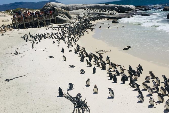 Private Tour Cape of Good Hope & Penguins Sightseeing Full day - Starting with Bo-Kaap’s colorful city streets