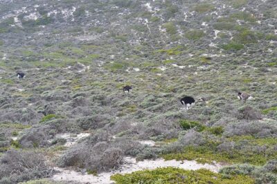 Private Tour Cape of Good Hope & Penguins Sightseeing Full day