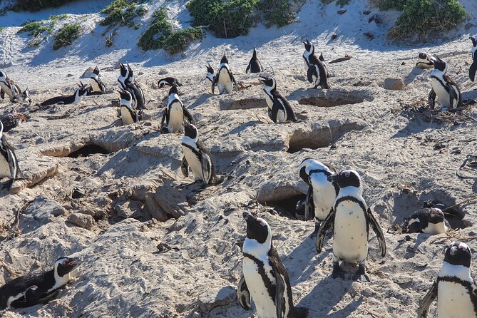 Private Tour Cape of Good Hope & Penguins Sightseeing Full day - Boulders Beach and Simon’s Town penguins