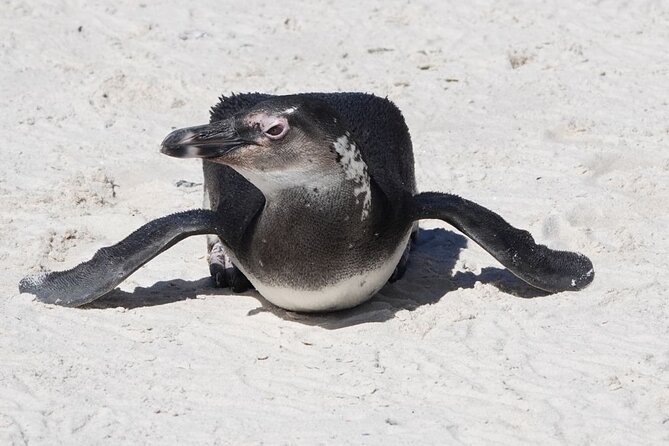 Private Tour Cape of Good Hope with Penguins - The Cape of Good Hope at the southwestern edge