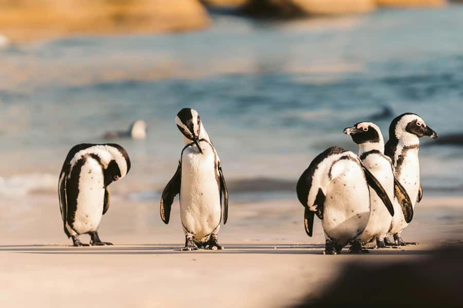 Private Tour: Cape Point, Penguins, Chapmans Peak & more... - Why this private Cape Town route works