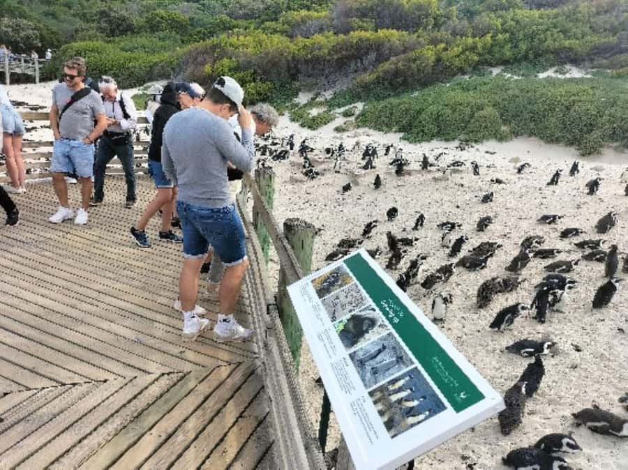Private Tour: Cape Point, Penguins, Chapmans Peak & more... - Hout Bay, Seal Island, and Chapman’s Peak