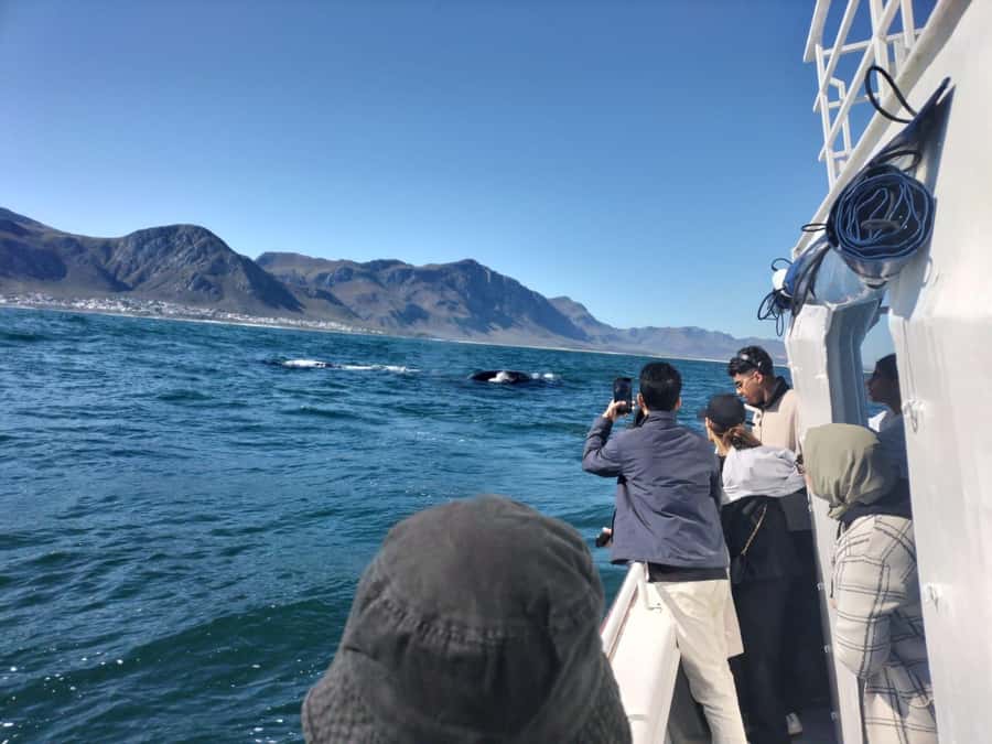 Private Tour: Hermanus- Boat Based Whale Watching Experience - Why this Hermanus day works so well
