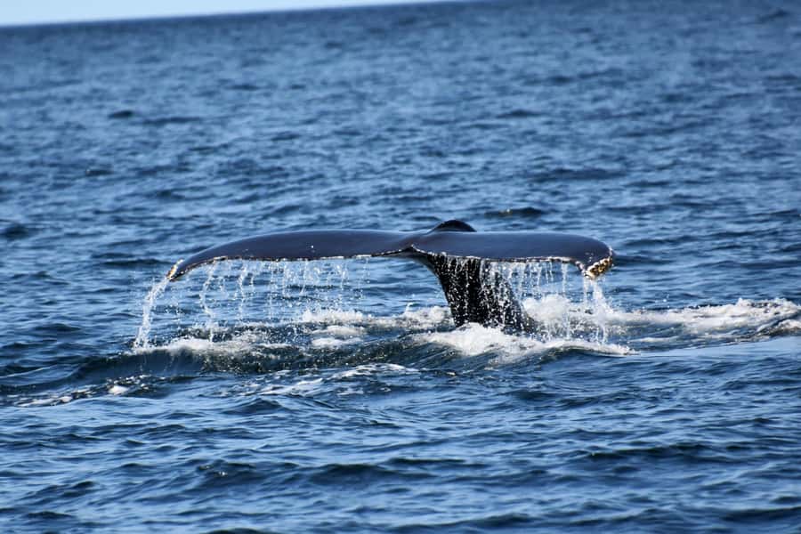 Private Tour: Hermanus- Boat Based Whale Watching Experience - Clarence Drive and the coastal scenery
