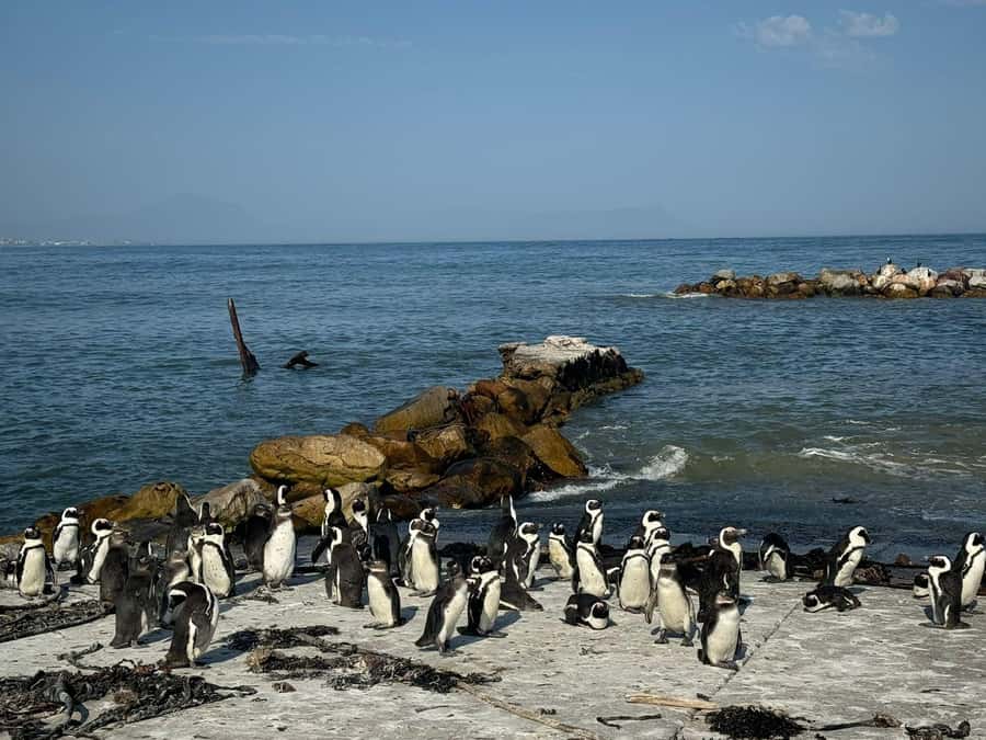 Private Tour: Hermanus- Boat Based Whale Watching Experience - One hour with the penguins at Stony Point
