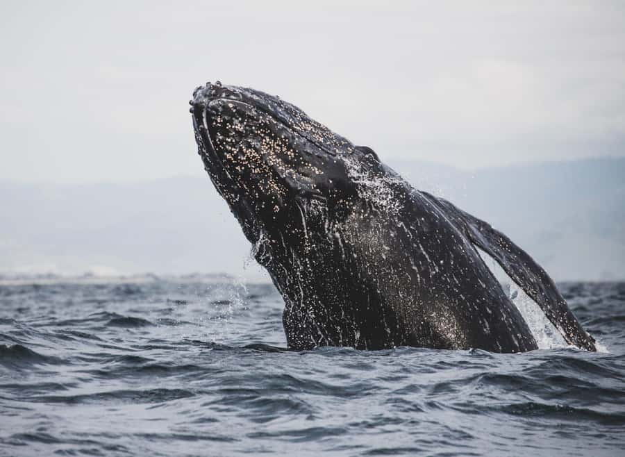 Private Tour: Hermanus- Boat Based Whale Watching Experience - Arriving in Hermanus for the main wildlife encounter