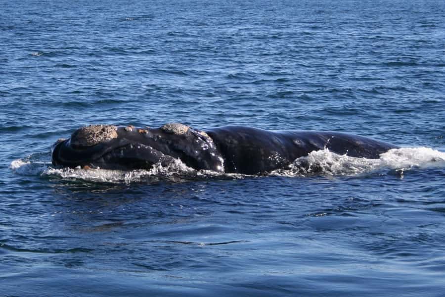 Private Tour: Hermanus- Boat Based Whale Watching Experience - The road from Cape Town to Gordon’s Bay