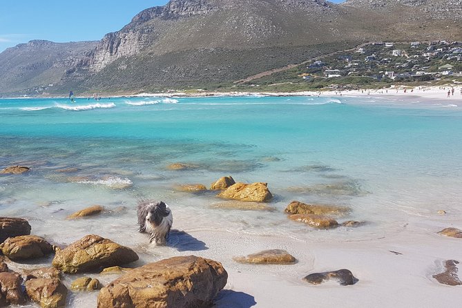 Private Tour Of Penguins, Cape Of Good Hope & Peninsula. - Why a private Cape Peninsula day makes sense