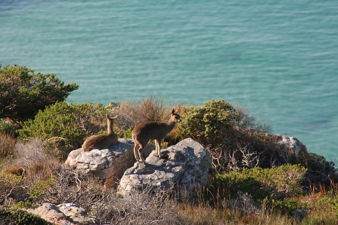 Private Tour Of Penguins, Cape Of Good Hope & Peninsula. - Boulders Beach is the day’s essential wildlife stop