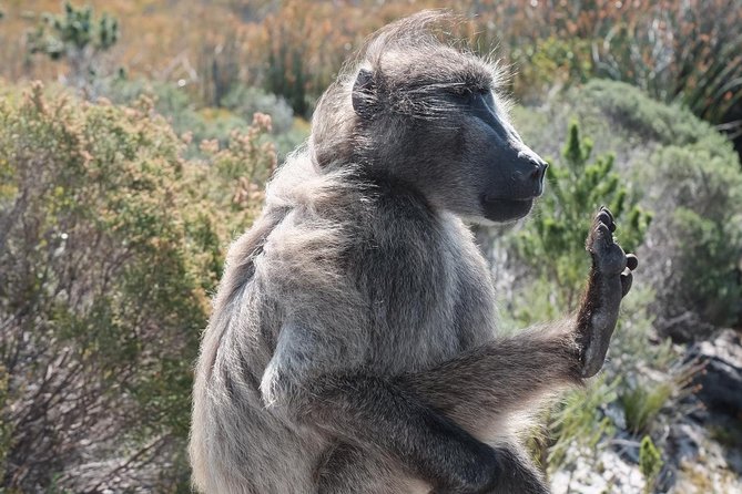 Private Tour Of Penguins, Cape Of Good Hope & Peninsula. - Cape Point and the Cape of Good Hope require a clear plan