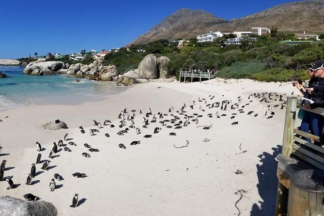 Private Tour Of Penguins, Cape Of Good Hope & Peninsula. - Scarborough shows you a quieter side of the coast