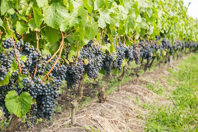 Private Tour of Top 5 Stellenbosch Wineries From Cape Town - Spier Wine Farm, history with a modern edge