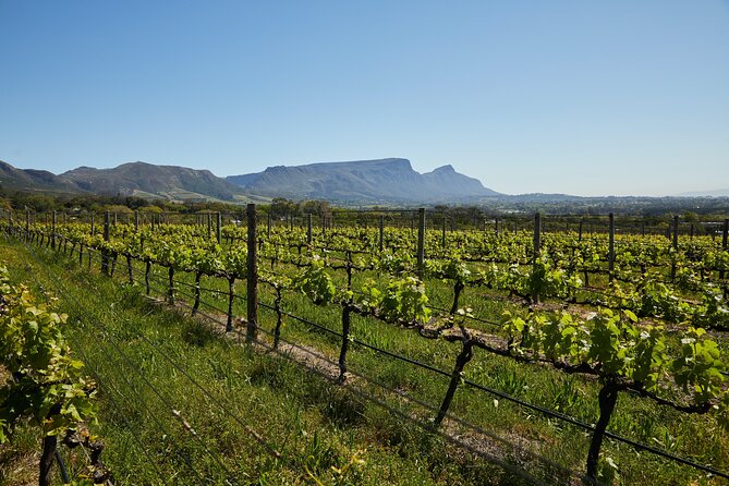Private Tour of Top 5 Stellenbosch Wineries From Cape Town - What the private guide adds to the day
