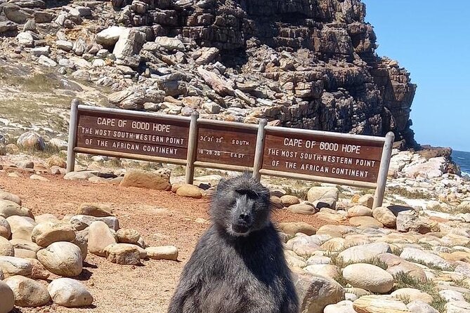 Private Tour: Penguins, Cape Point and Cape of Good Hope - Key points to know before booking