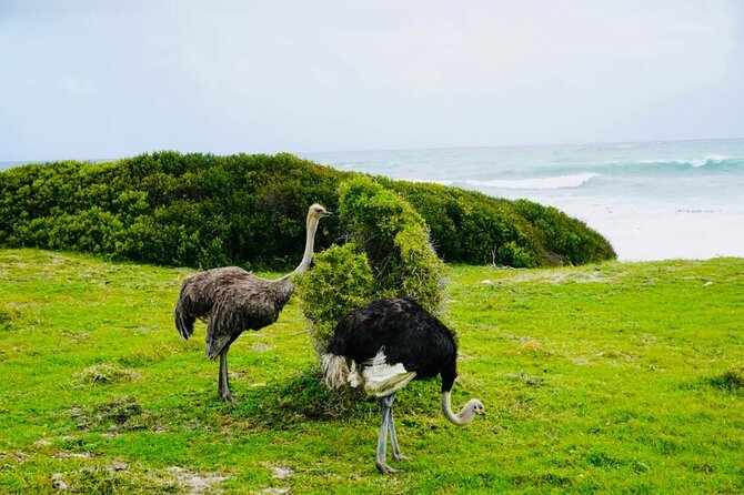 Private Tour: Penguins, Cape Point and Cape of Good Hope - Why this private Cape Peninsula day works well