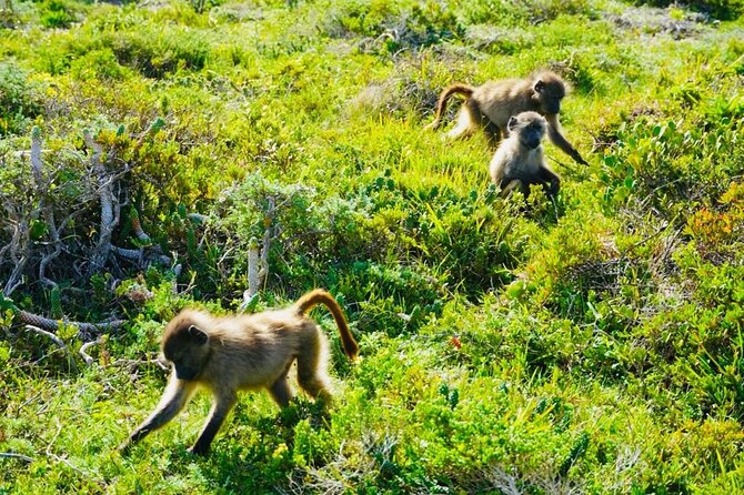 Private Tour: Penguins, Cape Point and Cape of Good Hope - Seal Island adds a short boat trip from Hout Bay