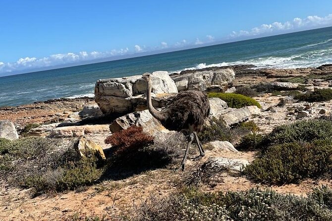 Private Tour: Table Mountain Boulder's Beach Penguin Cape Point - Hout Bay offers an optional seal boat