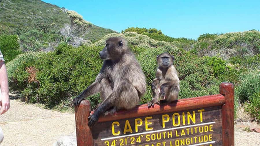 Private Tour: Table Mountain, Penguins Colony & Cape Of Good - Chapman’s Peak Drive is more than a transfer