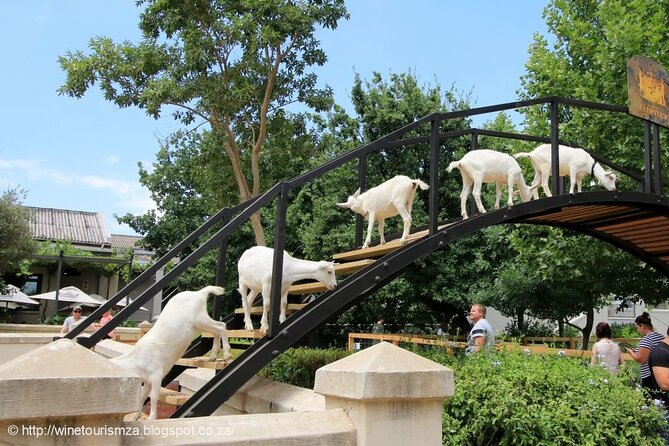 Private Tour to 20 Wine Tasting in Stellenbosch and Franschhoek - Fairview’s goat cheese finale