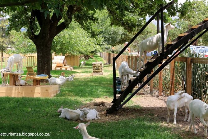 Private Tour to 20 Wine Tasting in Stellenbosch and Franschhoek - Does the route really include 20 tastings and the Wine Tram?