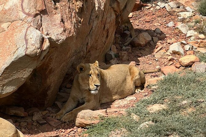Private Tour to Aquila Game Reserve in Cape Town - see the Big5 - Why this Aquila trip works from Cape Town