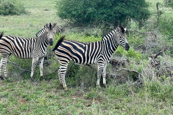 Private Tour to Aquila Game Reserve in Cape Town - see the Big5 - Photography, scenery, and realistic expectations