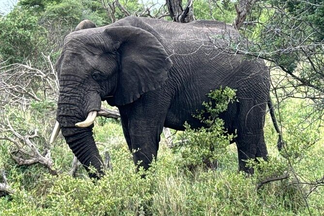 Private Tour to Aquila Game Reserve in Cape Town - see the Big5 - Who should book this Aquila experience?