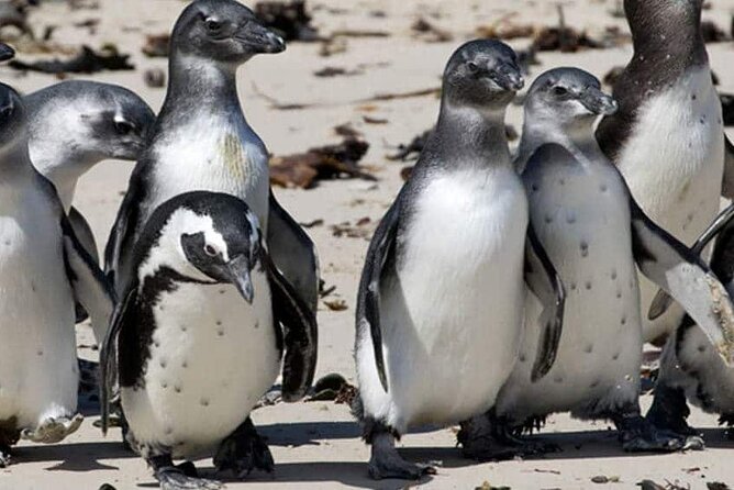 Private Tour to Robben Island and Cape Point in Cape Town - Cape Point is the scenic high point